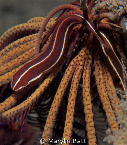 Cling Fish on Crinoid, seen on night dive. by Marylin Batt 